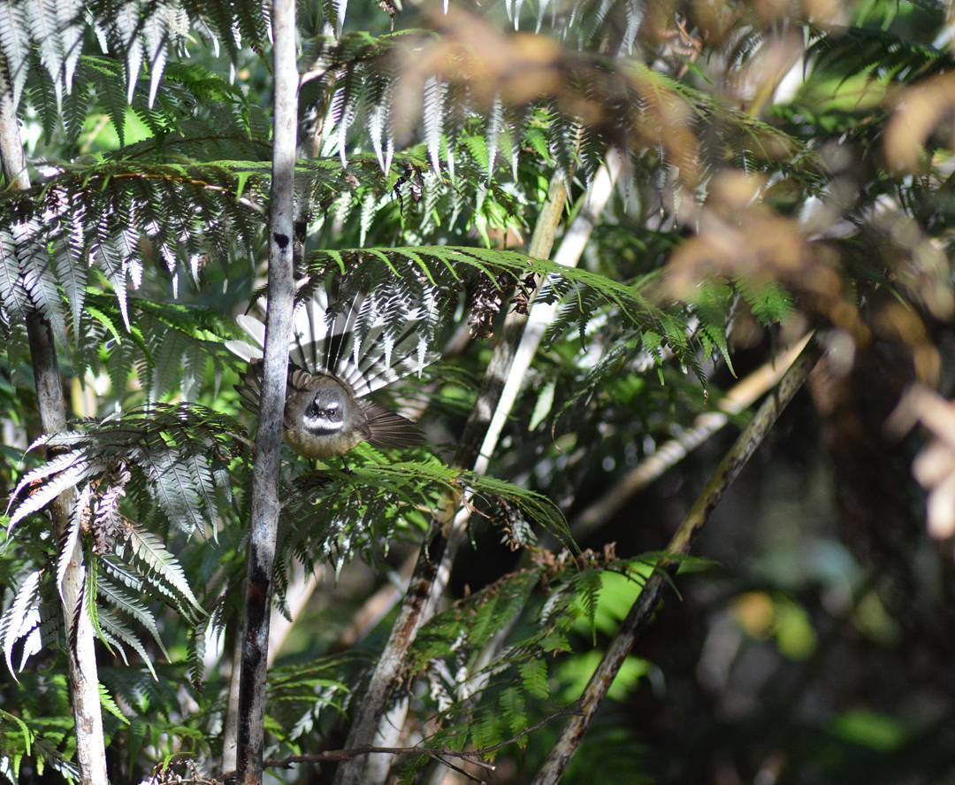 Fantail in the bush (at Catchpool Valley)