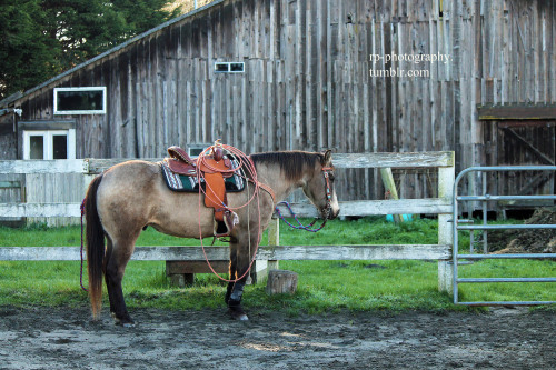 Blue roan quarter horse stallion