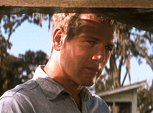 classicfilmblr:Paul Newman as Luke JacksonCOOL HAND LUKE (1967), dir. Stuart Rosenberg