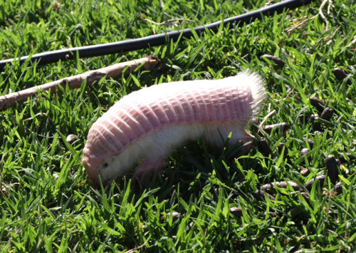 opossummypossum:I present to you: another underappreciated lifeform.This is a pink fairy armadillo. 