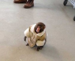 discoverynews:  A monkey in a fancy coat.