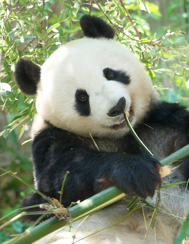 giantpandaphotos:  Bai Yun at the San Diego Zoo in California, US, on August 5, 2013.