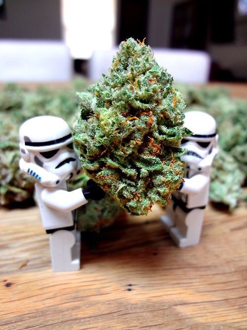 thesacredleaf:  These are not the buds you are looking for 👋🏾  Follow @thesacredleaf