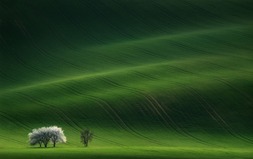 Ladies in White by Vlad Sokolovsky ~ South Moravian, Czech Republic