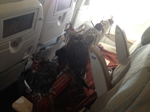 Today on my flight from Riyadh, Saudi Arabia to Abu Dhabi, UAE a man came on board with four falcons