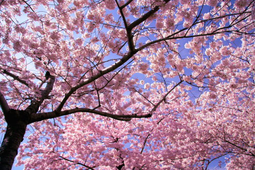 nubbsgalore:from the national cherry blossom festival in washington dc, which began friday and will end with the blooming season in a couple of weeks . photos by (click pic) navid baraty, cat eyes, tammay shende, tosthekid, isaac pacheco  Under the