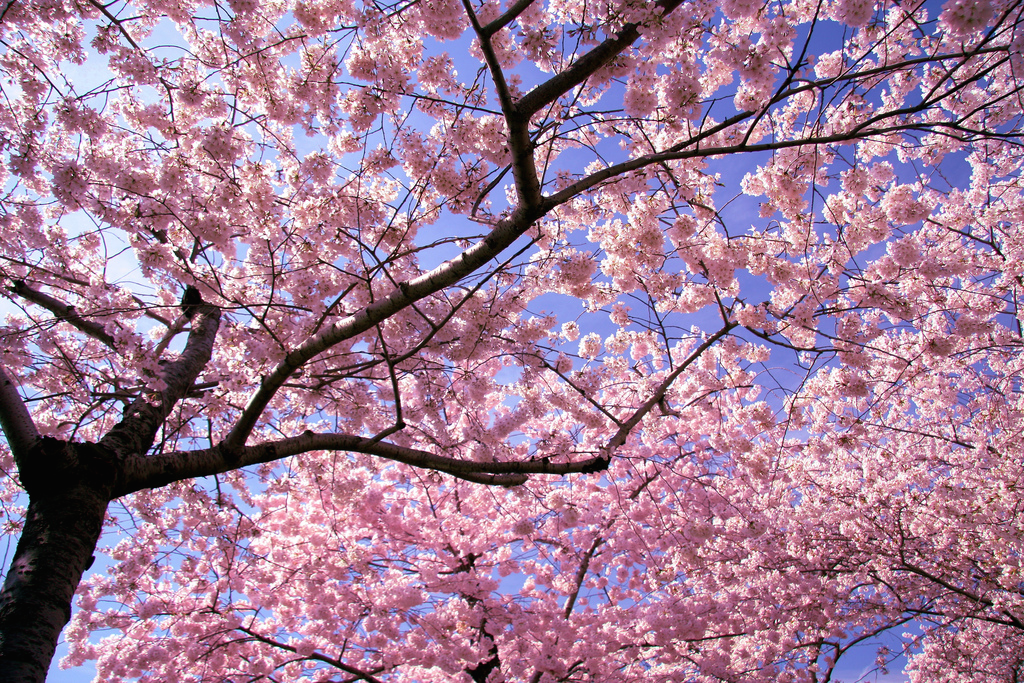 taichikungfu:  Beauty in life.
