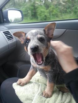 oaktreesandhuneysuckle:  conniejay:   danthemedicman:  jdg13:  Blue Heelers!!  Love my Bluey Jack!   I want 5   I love the blue dogs. I have 2 reds.     Healers are awesome 