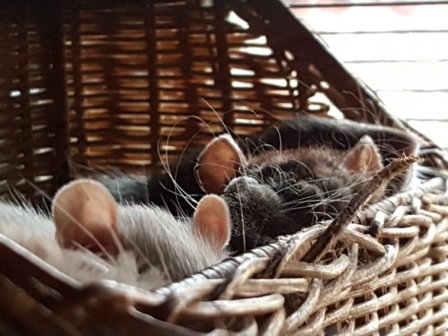 anonymousfragger: so this basket was the best 2.50 I ever spent look at them FYI there are 6 rats in this basket  Oolong, Aurora, Merida, Oleander, Hyacinth, Stitch 