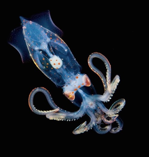 nevver:  Monsters of the deep, Joshua Lambus