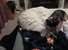 owlberta:  grim-badwolf:  grim-badwolf:  Ein decided he didn’t want me to go to