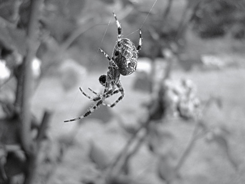 Itsy Bitsy Spider