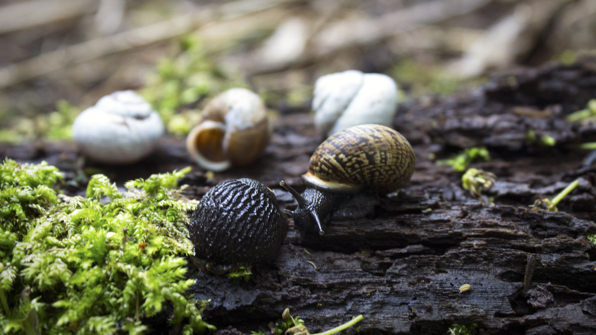 celtic-forest-faerie:  {Forest Life} by {Daniel}