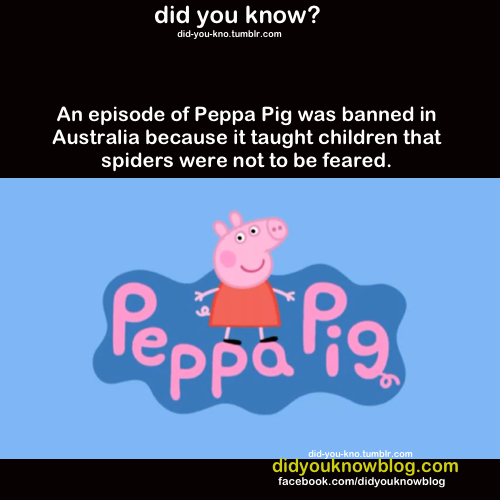 its-only-logical-captain:
“ allthingshyper:
“ did-you-kno:
“ Source
”
YOU’RE IN AUSTRALIA
OF COURSE SPIDERS SHOULD BE FEARED
”
I got bitten by a white-tailed spider when i was seven. There is basically ‘no cure’ for the bite which often gets infected...