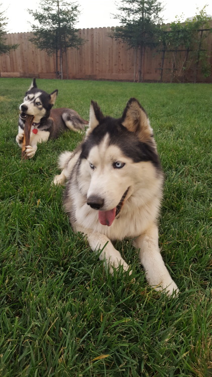 thatonecurlygurl:He went from happy to not amused in 0.3 dog seconds.