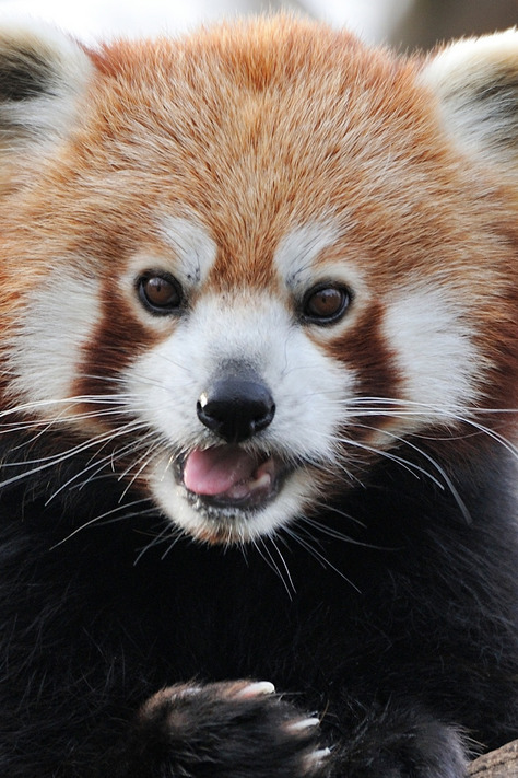 pikxchu:Red Panda by Josef Gelernter