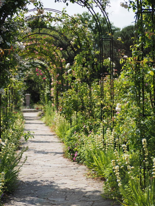 forgottenmorsecode:The rose garden