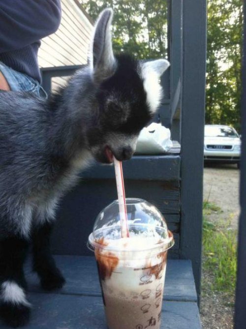 It’s hot, so here’s a baby goat enjoying a Frappuccino.