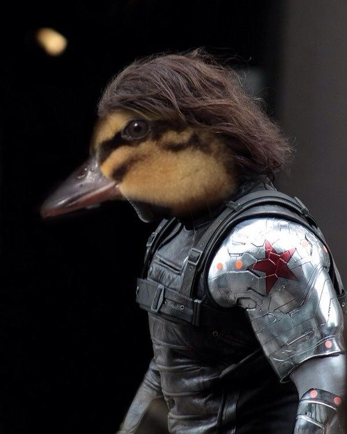 XXX trollininthederp:  I GOT A DUCK TODAY, FOR photo