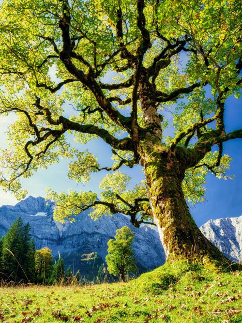 oneshotolive:  Impressive sycamore maple in the Karwendel, Austria [OC] [3300x4400] 📷: tegucigalpa1337 