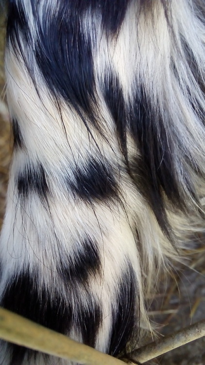 A dog&rsquo;s lovely fur