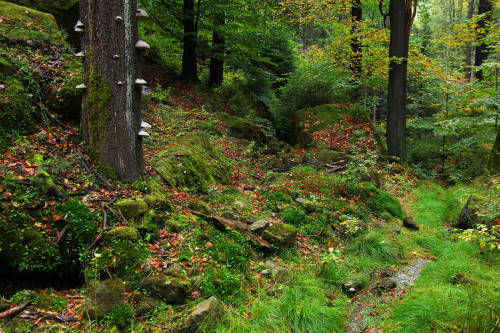 Deep woods of České Švýcarsko by Gregor Samsa