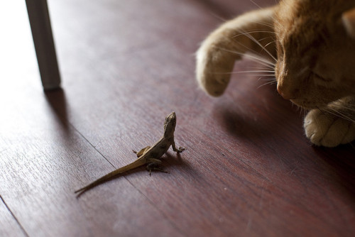 Cat &amp; Lizard (01) - 26Feb09, New Orleans (USA) by °]° on Flickr.