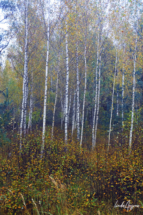 birch trees