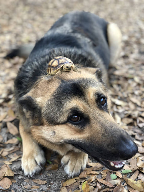 nerdeas:Just a mini-turtle on top of doggo’s head :)