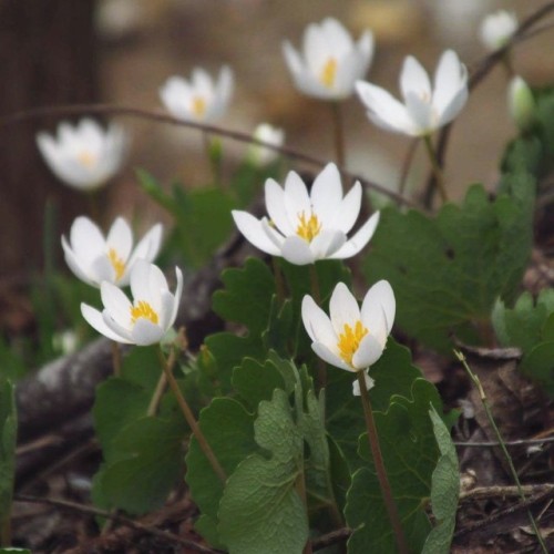 Damn you, bloodroot!! Why must you toy with my heart?!