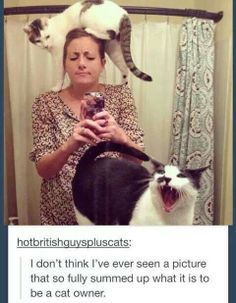 itsstuckyinmyhead:  Cats and Tumblr 