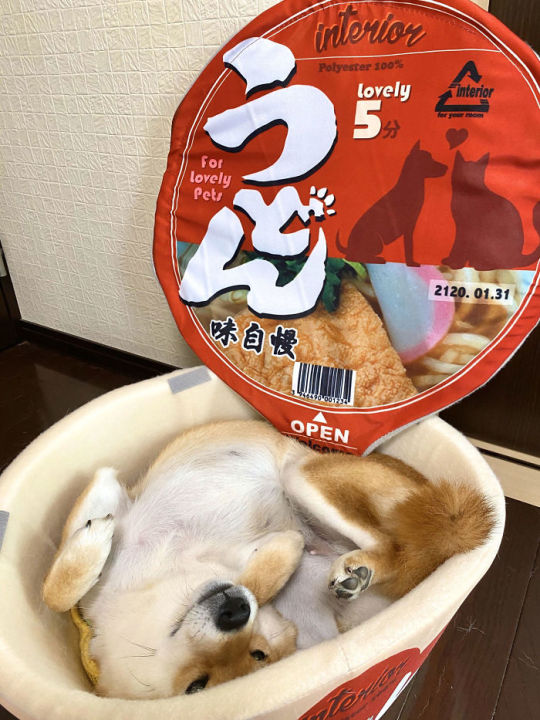 eduards-stuff:emma-of:ramen-bed:Pet Owners Are Buying Cup Noodle Beds For Their Pets