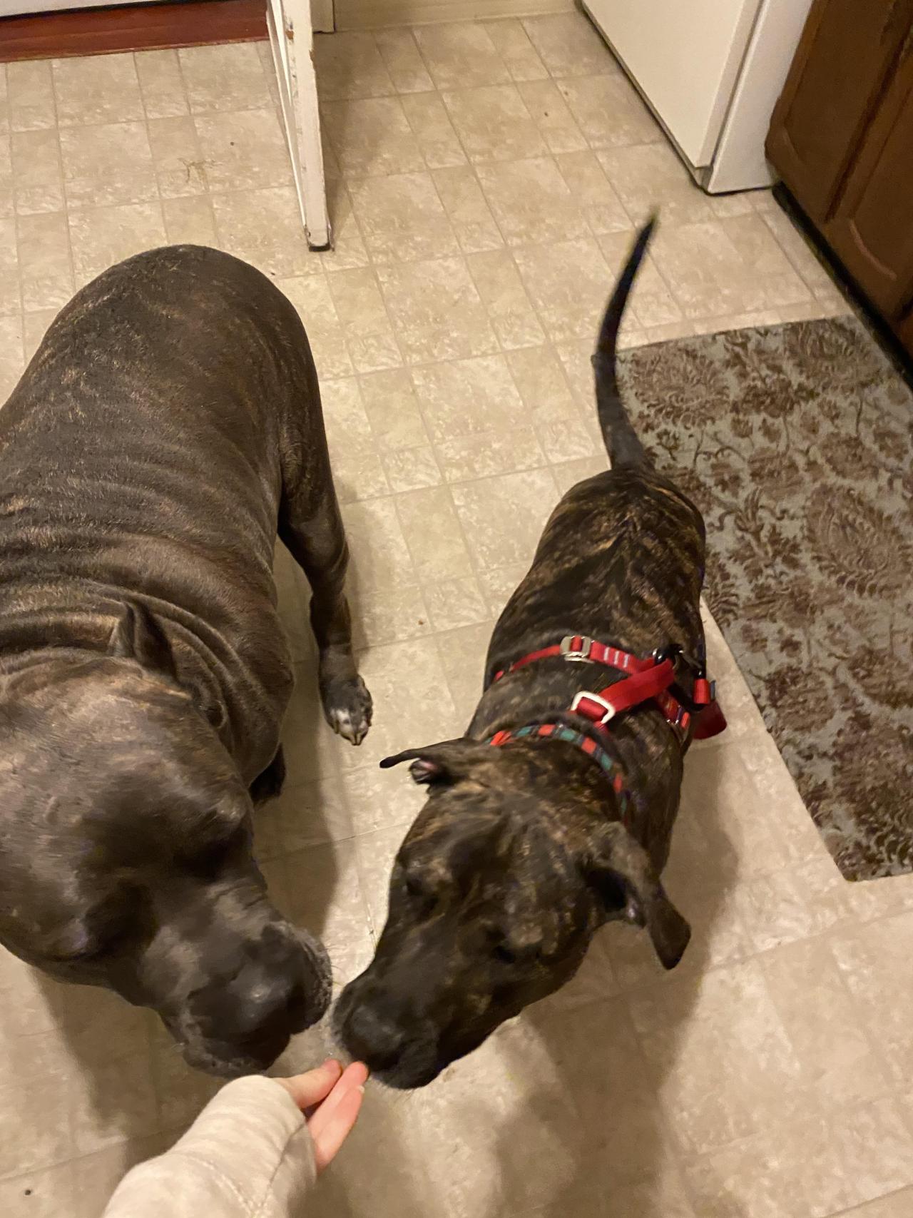 Big dog on right (65lbs) meets even bigger dog on left (135lbs)