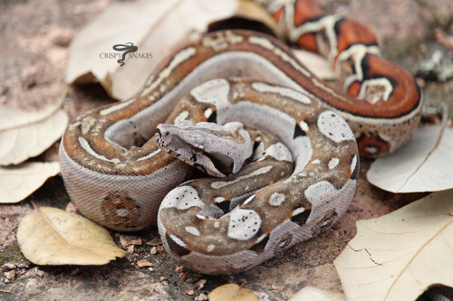 Something Different - Aby possible het super stripe (Boa imperator)