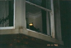 lambrini-socialism:  lord-kitschener:  Cryptid  Every pixel of this image is filled with a protective energy. Reblog the shadow cat cryptid for good fortune and to receive  glowing eyes. 