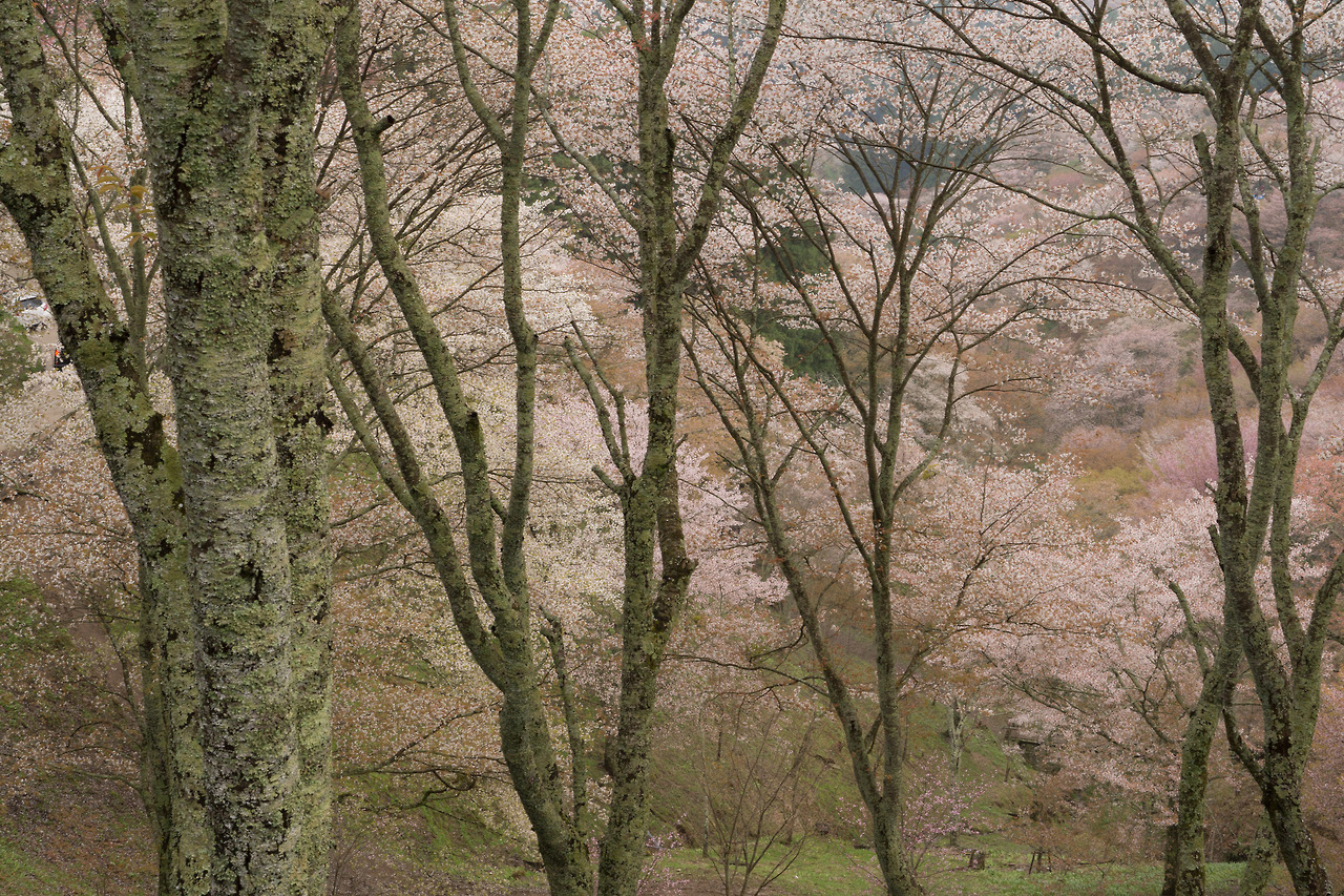 90377:   Cherry tree - Nara Yoshino by Kashinkoji  