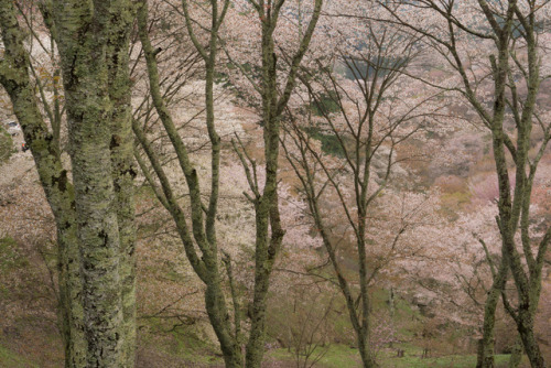 Cherry tree - Nara Yoshino by Kashinkoji