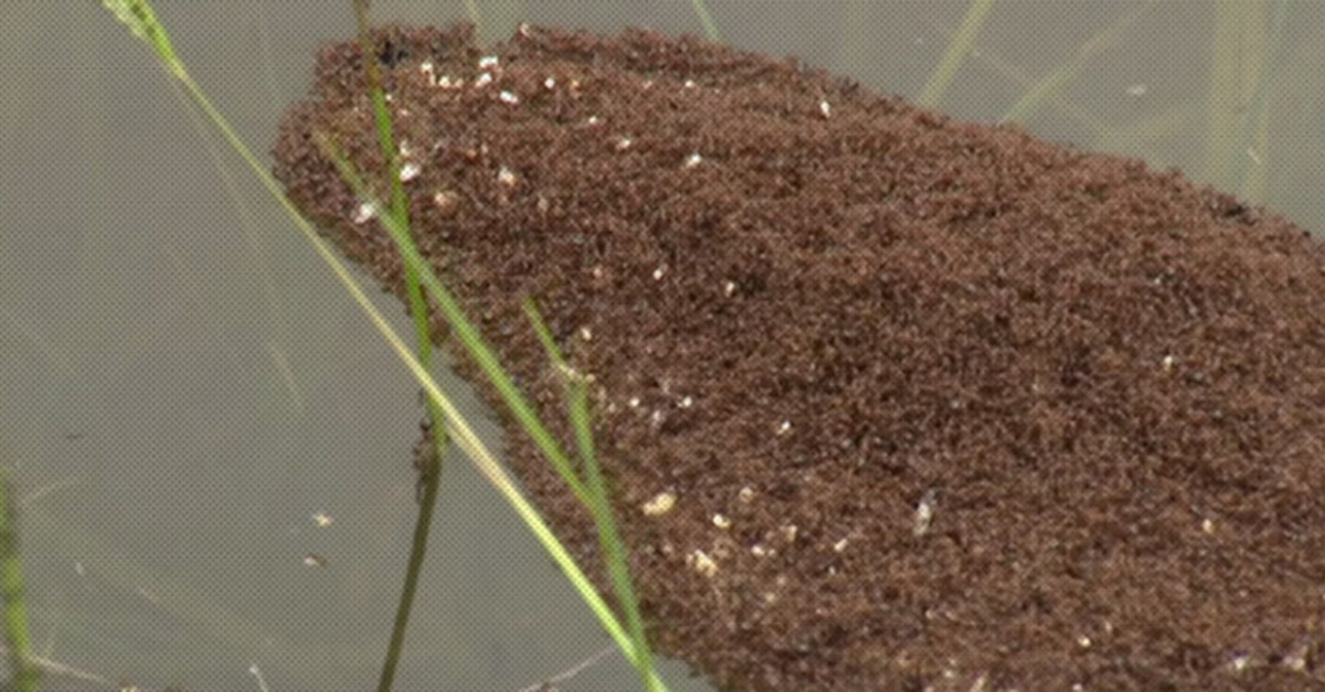 This Island Of Ants Is The Biggest “Nope!” You’ll See All WeekNature is fragile and precious until it’s the worst thing you’ve ever seen.