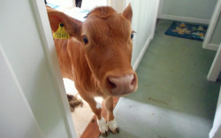 awwww-cute:  A Guernsey woman forgot to lock a door and found this guy inside  Manu como é bom te ver 