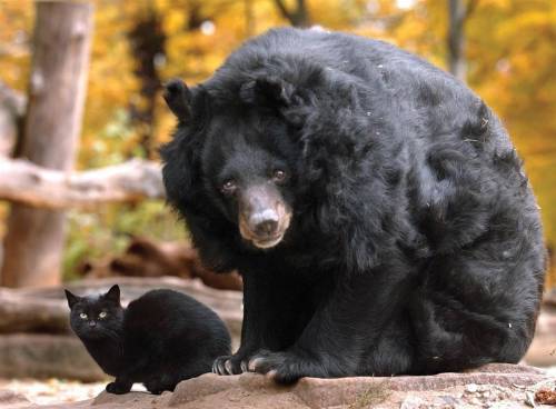 lauracricket: Muschi &amp; Mausi were inseparable friends who lived together at the Berlin zoo f