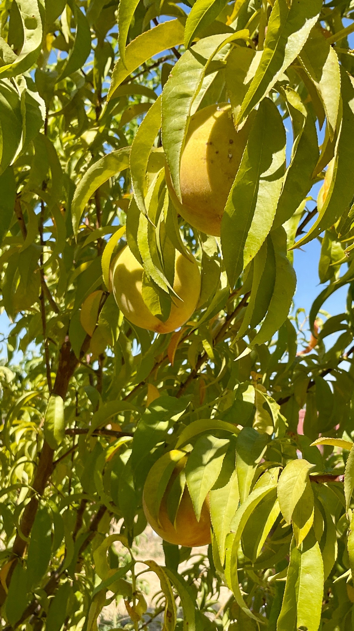 Three growing peaches hanging from branches, swathed in long green leaves.