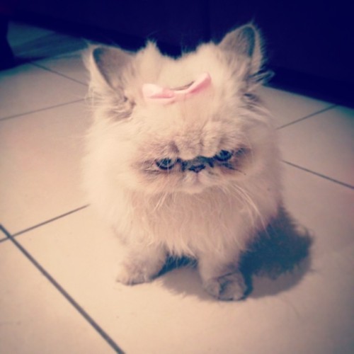 persiancatworld:  #persiancat on ig by ift.tt/1fefBAJ