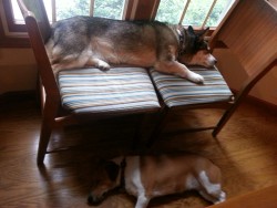 lifeoflinkthedog:   Things I love: sleeping in a window. 