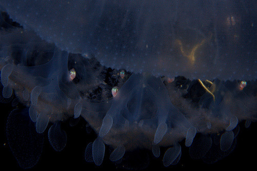 bogleech:  theoceaniswonderful:  Jellyfish with fish and brittle star [x][x][x][x][x]