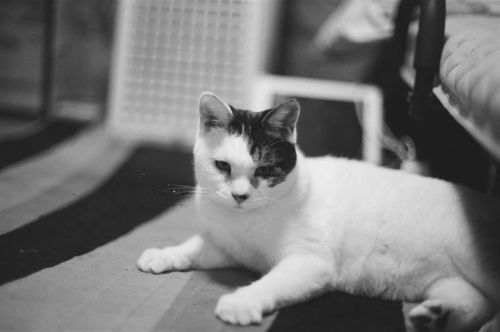 #agfa #フィルム #film #black and white #白黒 #ねこ #cat #猫