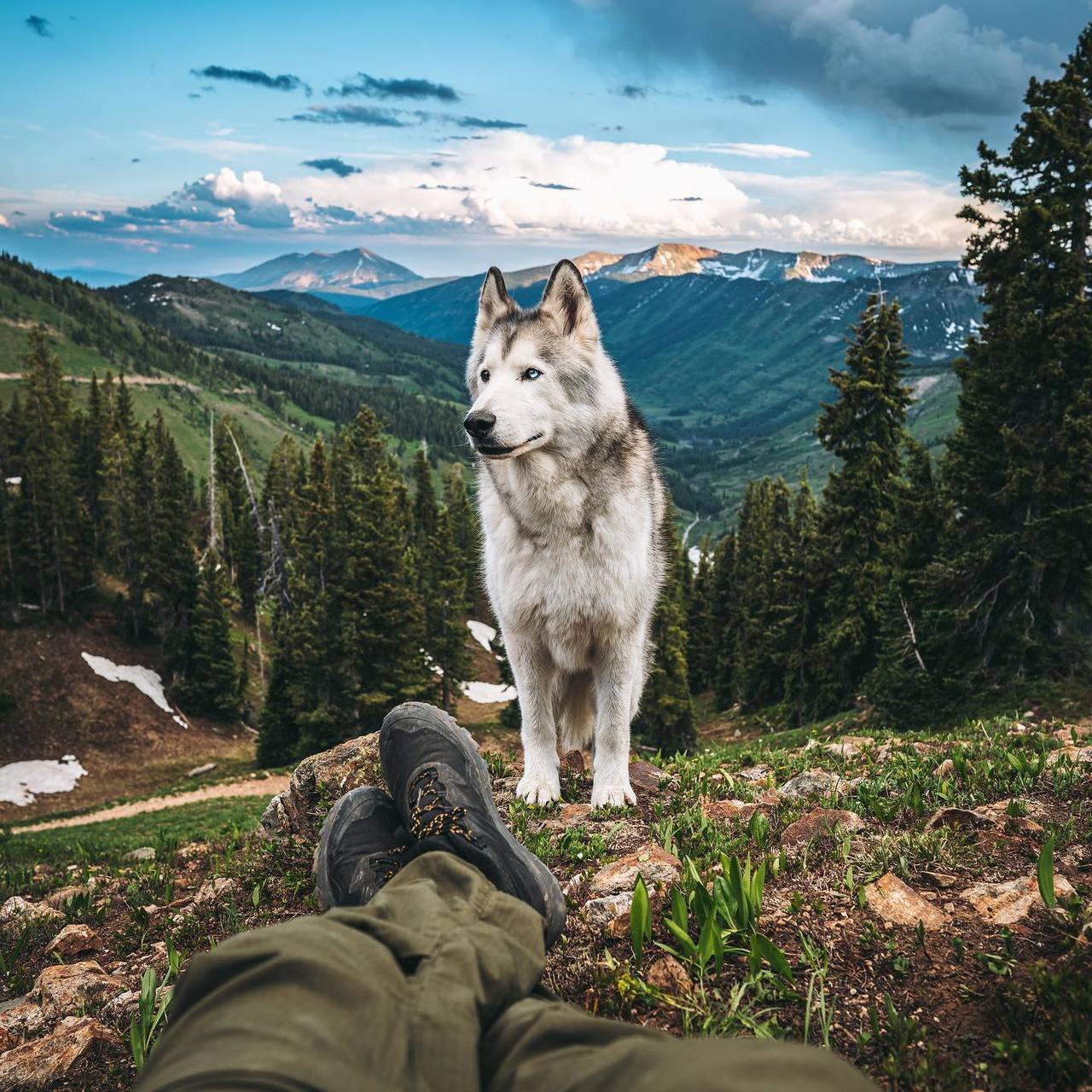 dadpat-tactual:  aww-so-pretty:  Meet Loki the wolfdog   Y’all just gonna breeze
