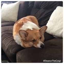 eleanorthecorgi:  Silly human, I don’t