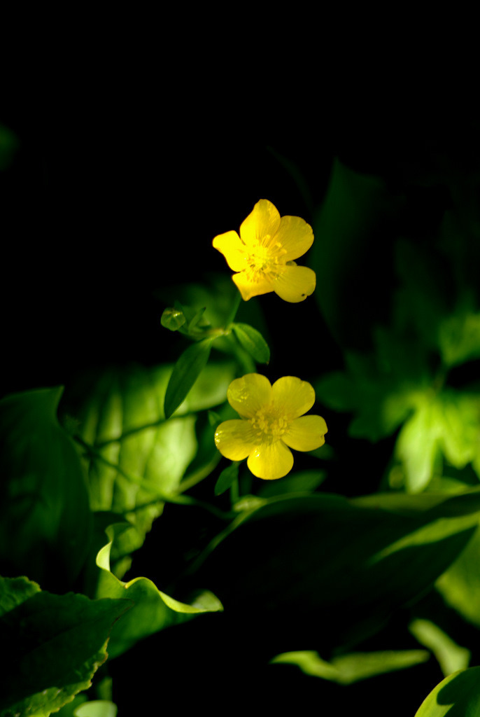 hardsadness:  yellow shadow by dendrology 