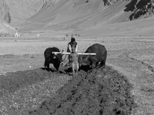 Ladakh trekking, India. Farmers and yaks - © : superyodaman