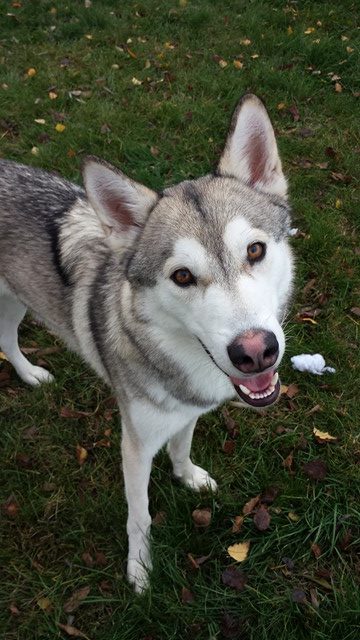 pupcontent:  Orion loves his new flirt pole! It makes for a great way to get his attention for pictures, lol 